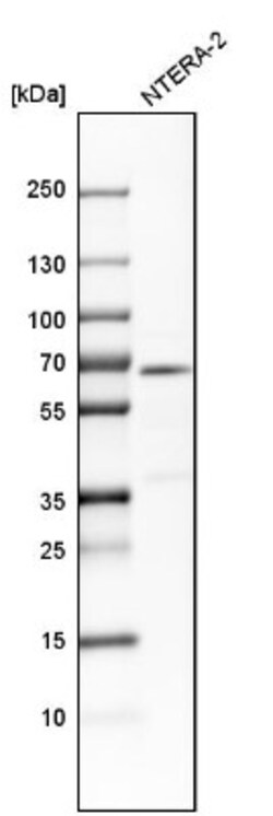 CRMP4 Antibody, Novus Biologicals:Antibodies:Primary Antibodies
