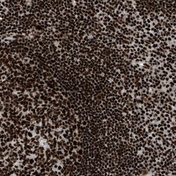 CROP Antibody, Novus Biologicals 0.1mL; Unlabeled:Antibodies, Polyclonal