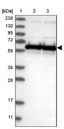 CROP Antibody, Novus Biologicals 0.1mL; Unlabeled:Antibodies, Polyclonal