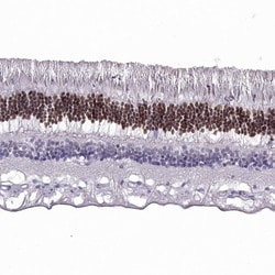 CRX/CORD2 Antibody, Novus Biologicals 25 &mu;L; Unlabeled:Antibodies, Polyclonal