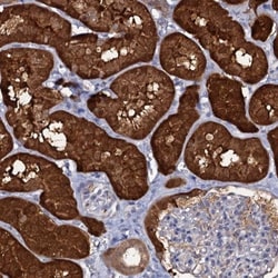 CRYL1 Antibody, Novus Biologicals 0.1mL; Unlabeled:Antibodies, Polyclonal