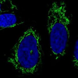 CS Citrate Synthase Antibody (CL2579), Novus Biologicals 0.1mL; Unlabeled:Antibodies,