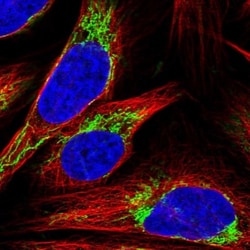CS Citrate Synthase Antibody, Novus Biologicals:Antibodies:Primary Antibodies