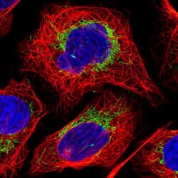 CS Citrate Synthase Antibody, Novus Biologicals 0.1mL; Unlabeled:Antibodies,
