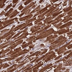 CS Citrate Synthase Antibody, Novus Biologicals 0.1mL; Unlabeled:Antibodies,