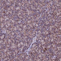 CS Citrate Synthase Antibody, Novus Biologicals 0.1mL; Unlabeled:Antibodies,