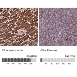 CS Citrate Synthase Antibody, Novus Biologicals 0.1mL; Unlabeled:Antibodies,