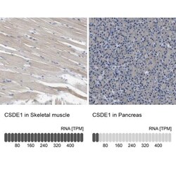 CSDE1 Antibody, Novus Biologicals 0.1mL; Unlabeled:Antibodies, Polyclonal