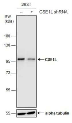 CSE1L/CAS/Exportin-2 Antibody (5111), Novus Biologicals 0.1mL; Unlabeled:Antibodies,