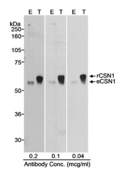 CSN1 Antibody, Novus Biologicals 0.1mg; Unlabeled:Antibodies, Polyclonal