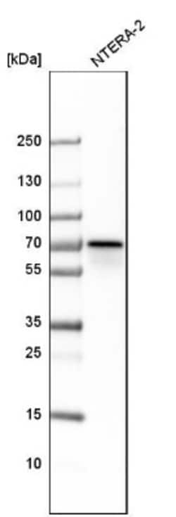 Cleavage stimulation factor 2 Antibody, Novus Biologicals 0.1mL; Unlabeled:Antibodies,