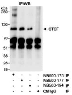 CTCF Antibody, Novus Biologicals 0.1mg; Unlabeled:Antibodies, Polyclonal
