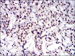 CTNNBL1 Antibody (1E4F5) - BSA Free, Novus Biologicals 0.1mL; Unlabeled:Antibodies,