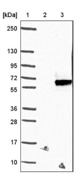 SEMA3D Antibody, Novus Biologicals:Antibodies:Primary Antibodies
