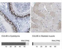 CUL4B Antibody, Novus Biologicals 25 &mu;L | Buy Online | Novus Biologicals | Fisher Scientific