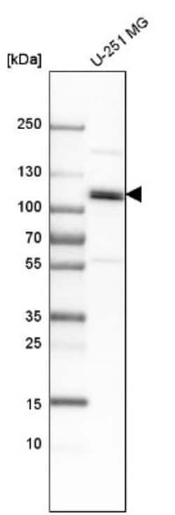 CUL4B Antibody, Novus Biologicals 25 &mu;L | Buy Online | Novus Biologicals | Fisher Scientific
