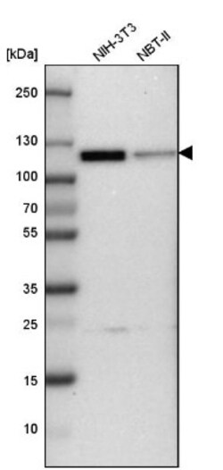 CUL4B Antibody, Novus Biologicals 25 &mu;L | Buy Online | Novus Biologicals | Fisher Scientific