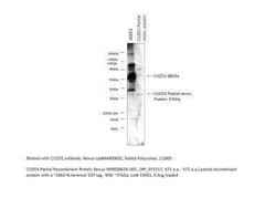 Novus Biologicals Recombinant Human CUZD1 GST (N-Term) Protein 2 &mu;g | Buy Online | Novus Biologicals&trade; | Fisher Scientific