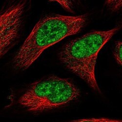 CWC22 Antibody, Novus Biologicals:Antibodies:Primary Antibodies