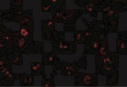 CX3CR1 Antibody - BSA Free, Novus Biologicals 0.1mg; Unlabeled:Antibodies,
