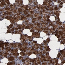 CXADR Antibody, Novus Biologicals 25 &mu;L; Unlabeled:Antibodies, Polyclonal
