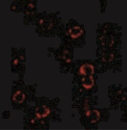 CXCR4 Antibody - BSA Free, Novus Biologicals 0.025 mg, Unconjugated:Antibodies,