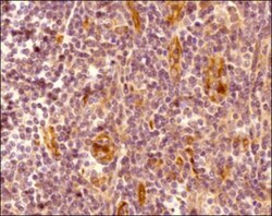 CXCR7/RDC-1 Antibody - BSA Free, Novus Biologicals:Antibodies:Primary Antibodies