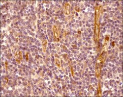 CXCR7/RDC-1 Antibody - BSA Free, Novus Biologicals:Antibodies:Primary Antibodies