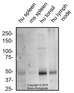 CXCR7/RDC-1 Antibody - BSA Free, Novus Biologicals:Antibodies:Primary Antibodies