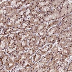 CXXC1 Antibody, Novus Biologicals:Antibodies:Primary Antibodies