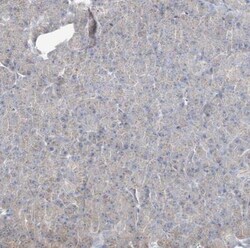 CXXC5 Antibody, Novus Biologicals 0.1mL; Unlabeled:Antibodies, Polyclonal