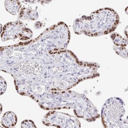 CXorf67 Antibody, Novus Biologicals 25 &mu;L; Unlabeled:Antibodies, Polyclonal