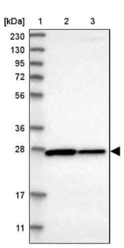 CYB5D1 Antibody, Novus Biologicals 25 &mu;L | Buy Online | Novus Biologicals | Fisher Scientific