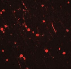 CYBB/NOX2 Antibody - BSA Free, Novus Biologicals:Antibodies:Primary Antibodies