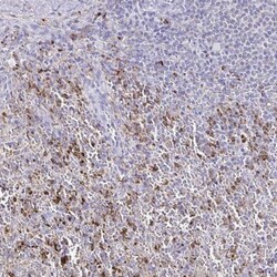 CYBB/NOX2 Antibody, Novus Biologicals 0.1mL; Unlabeled:Antibodies, Polyclonal