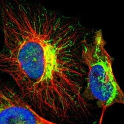 CNPase Antibody, Novus Biologicals:Antibodies:Primary Antibodies