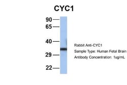 CYC1 Antibody, Novus Biologicals 0.05mg; Unlabeled:Antibodies, Polyclonal