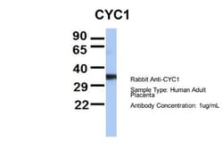 CYC1 Antibody, Novus Biologicals 0.05mg; Unlabeled:Antibodies, Polyclonal