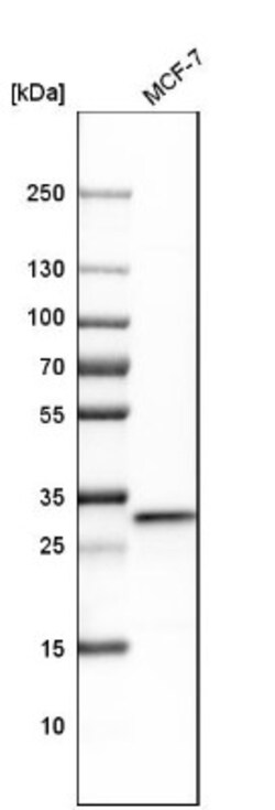 CNPase Antibody, Novus Biologicals:Antibodies:Primary Antibodies