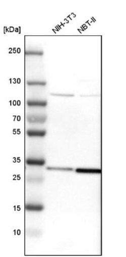 CNPase Antibody, Novus Biologicals:Antibodies:Primary Antibodies