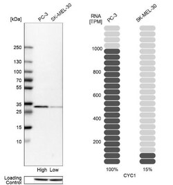 CNPase Antibody, Novus Biologicals:Antibodies:Primary Antibodies
