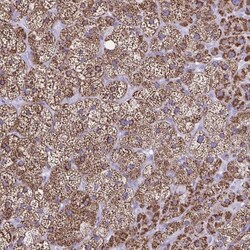 CYP11A1 Antibody, Novus Biologicals:Antibodies:Primary Antibodies