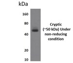 CYRPTIC/CFC1 Antibody (MM0205-8D12) - Azide and BSA Free