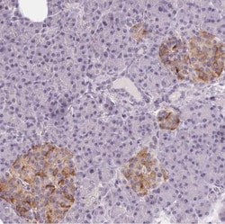 CYRPTIC/CFC1 Antibody, Novus Biologicals 25 &mu;L, Unlabeled:Antibodies,