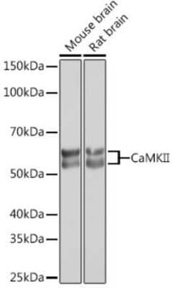 CaM Kinase II Rabbit anti-Human, Mouse, Rat, Clone: 9P2E2, Novus Biologicals:Antibodies:Primary