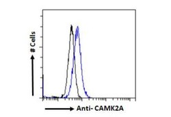CaM Kinase II alpha Antibody, Novus Biologicals 0.1mg; Unlabeled:Antibodies,