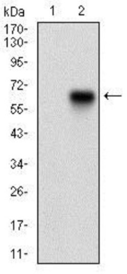 CaM Kinase II gamma Antibody (6A4A10) - BSA Free, Novus Biologicals 0.025