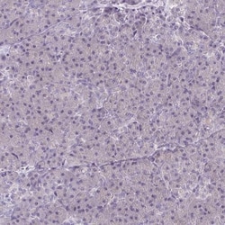 CaMKV Antibody, Novus Biologicals 0.1mL; Unlabeled:Antibodies, Polyclonal