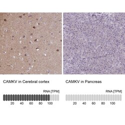 CaMKV Antibody, Novus Biologicals 0.1mL; Unlabeled:Antibodies, Polyclonal