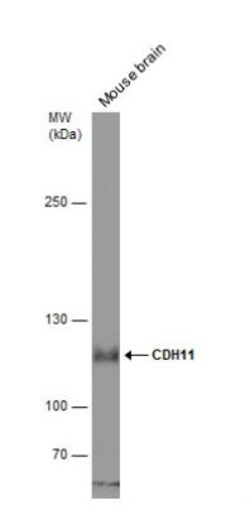 Cadherin-11 Antibody, Novus Biologicals 0.1mL; Unlabeled:Antibodies, Polyclonal